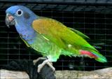 Синеголовый попугай взрослый