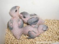 Птенцам черноголового каика 20, 23 и 26 дней